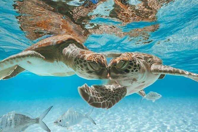 3 Islands Tour, Swim with Pigs, Turtles, Snorkelling & lunch - What the $175 price really covers