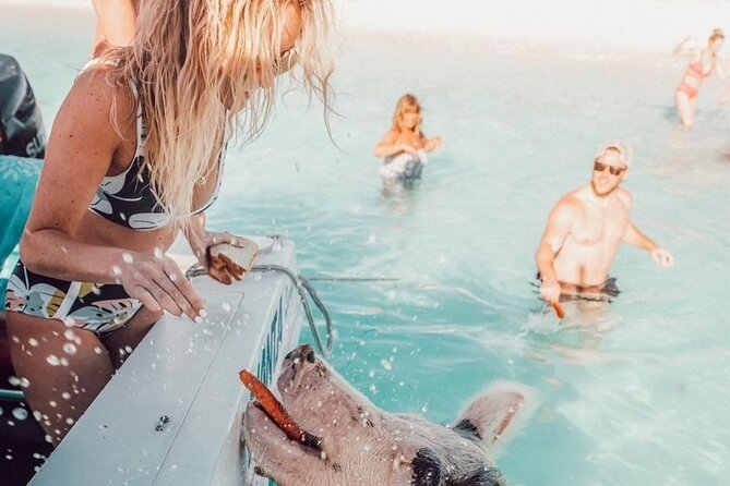 3 Islands Tour, Swim with Pigs, Turtles, Snorkelling & lunch - Green Turtle Cay is the tour’s biggest wildlife gamble