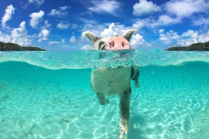 3 Islands Tour, Swim with Pigs, Turtles, Snorkelling & lunch - Rose Island brings pigs, beach chairs, and water toys