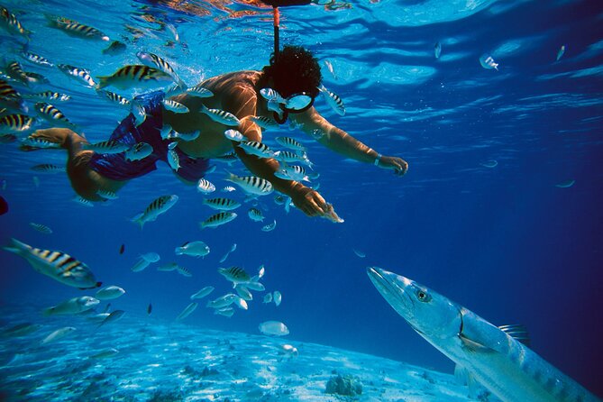 3 Islands Tour, Swim with Pigs, Turtles, Snorkelling & lunch - The crew can make or break the day