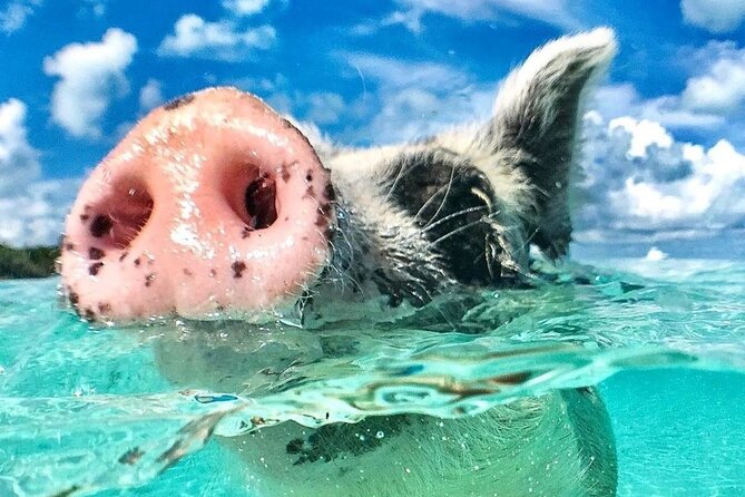 3 Islands Tour, Swim with Pigs, Turtles, Snorkelling & lunch - Timing, weather, and group size