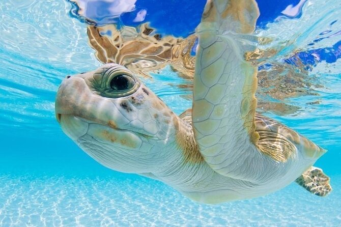 3 Islands Tour, Swim with Pigs, Turtles, Snorkelling & lunch - Pearl Island brings the first proper snorkel stop