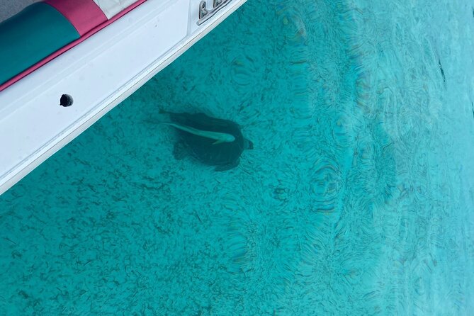 5 Hours Pigs and Turtles with Beach Stop in Bahamas - Is $275 a fair price?