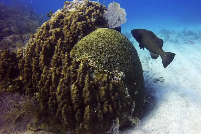 Adventures of the Lost Atlantis Bimini Road - Rainbow Reef and the nearby reef stops
