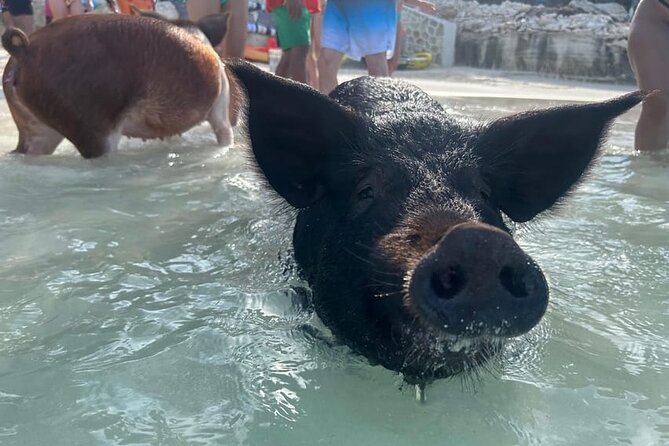 All Inclusive Pig Encounter, Snorkeling, Turtles, Lunch & Beach - Green Cay and the turtle sanctuary