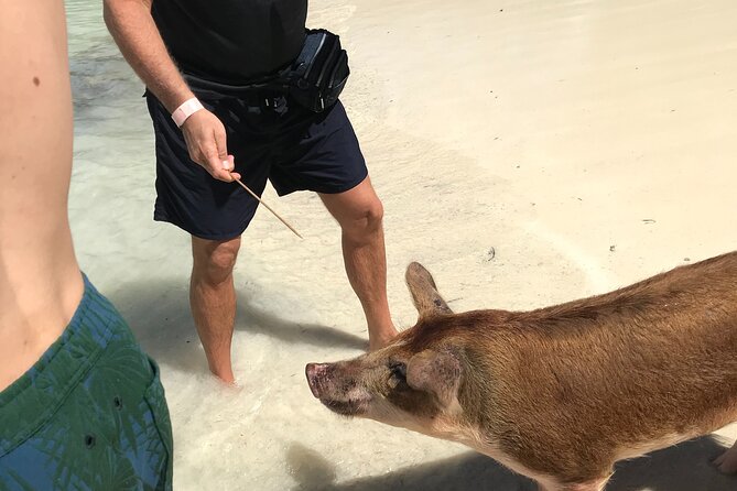 All Inclusive Swimming With The Pigs - Guides and the human side of the outing