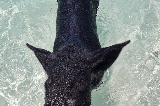 Athol Island Swimming Pigs Half-Day Boat Tour with Lunch - Pearl Island and the first look below the surface