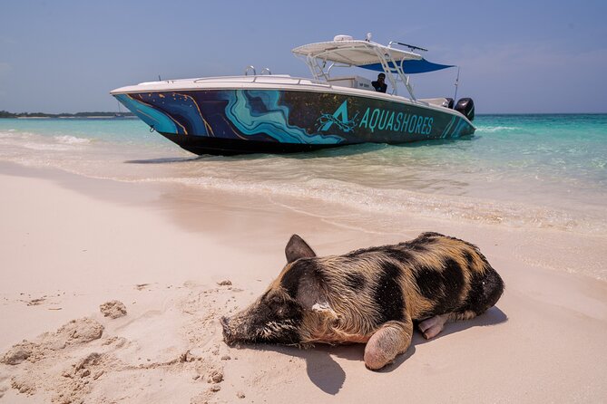 Bahamas Adventure: Pigs, Reef, Turtles, and Beach with Lunch - Key things to know before booking