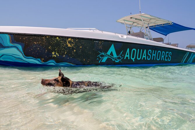 Bahamas Adventure: Pigs, Reef, Turtles, and Beach with Lunch - Meeting the swimming pigs