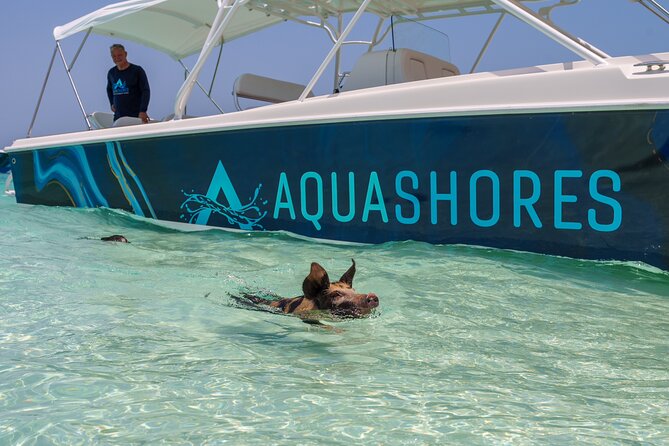 Bahamas Adventure: Pigs, Reef, Turtles, and Beach with Lunch - Who will enjoy this Nassau excursion