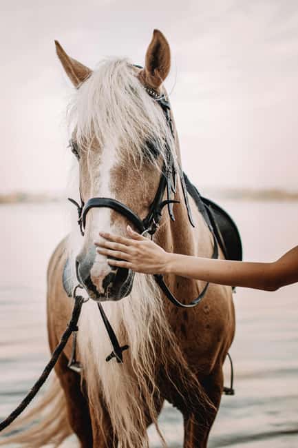Bahamas: Nassau Horseback Riding on Beaches & Trails - Key points to know before you book