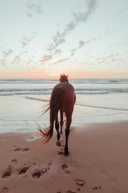 Bahamas: Nassau Horseback Riding on Beaches & Trails - Two private beaches and a slower view of New Providence
