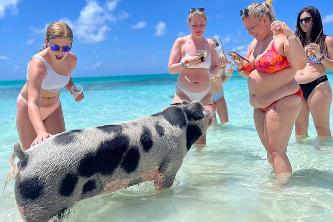 Bahamas Swimming Pigs Experience on Rose Island - Leaving Nassau for Rose Island