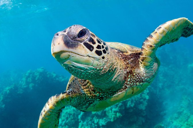 Bluefinn242 Swim with the Turtles in Nassau Bahamas - Snorkeling with green turtles in open water