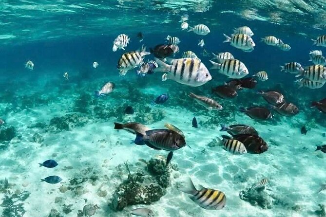Catamaran Snorkel & Beach Day with Turtles - A quick catamaran outing from Montagu Beach