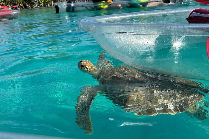 Clear Kayak Tour - What Clear Kayaking Adds to the Experience