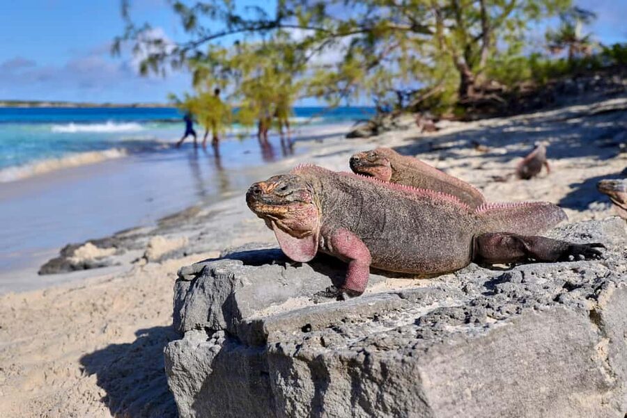 Exclusive Fly-In Premium Beach Experience from Nassau - Key points to know before booking