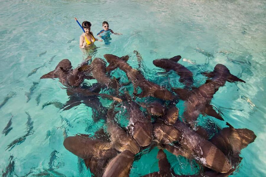 Exclusive Fly-In Premium Beach Experience from Nassau - Swimming with the Exuma pigs at Big Major Cay