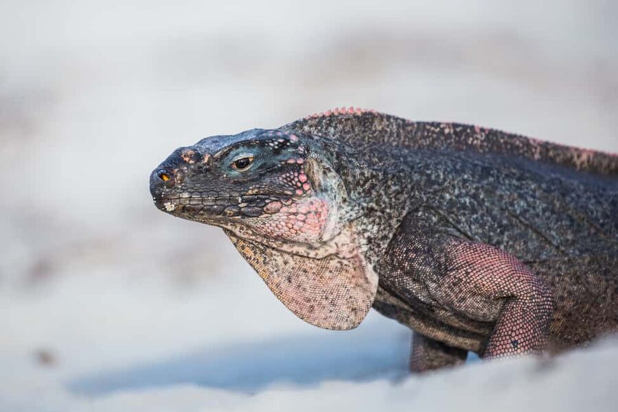 Exclusive Fly-In Premium Beach Experience from Nassau - Iguanas, sandbar time, and the quieter moments