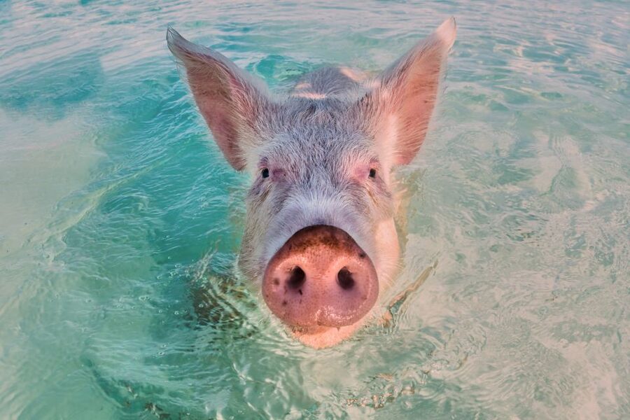 Exclusive Fly-In Premium Beach Experience from Nassau - Lunch and the value of the included extras