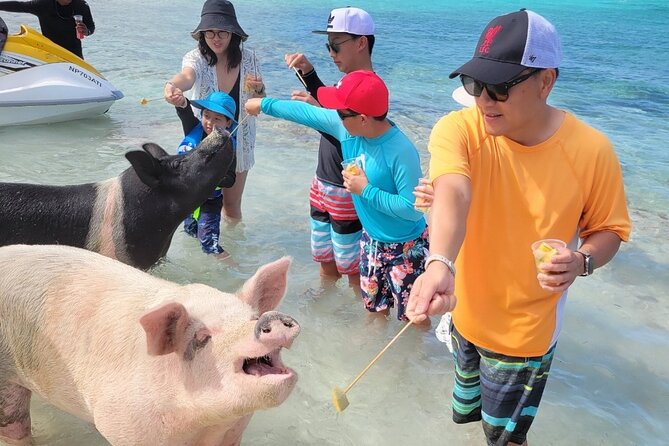 Exotic half day private charters to Rose Island, Pigs and Turtles - Swimming pigs come with a $40 decision