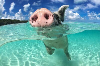 Exuma Day Away – Original Swimming Pigs Excursion