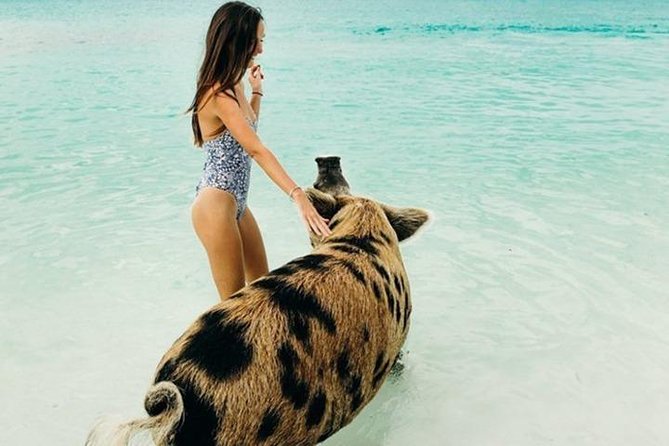 Exuma Elite Escape: Luxury Fly-In Pig Beach Adventure - 7 Stops - Great Guana Cay and its eager iguanas