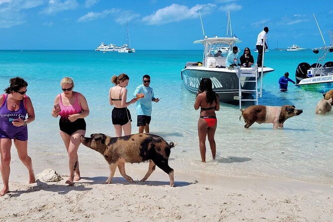 Exuma Full Day Swimming Pigs Group Boat Tour - Pig Beach and the famous swimming pigs