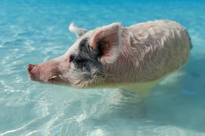 Exuma Island Hopping Swimming Pigs Tour with Lunch from Nassau - Big Major’s Cay and the famous swimming pigs