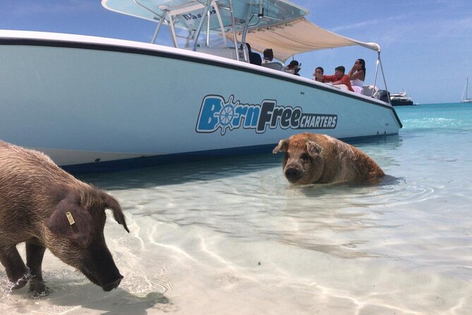 Exuma Island Hopping Swimming Pigs Tour with Lunch from Nassau - The final beach or sandbar stop