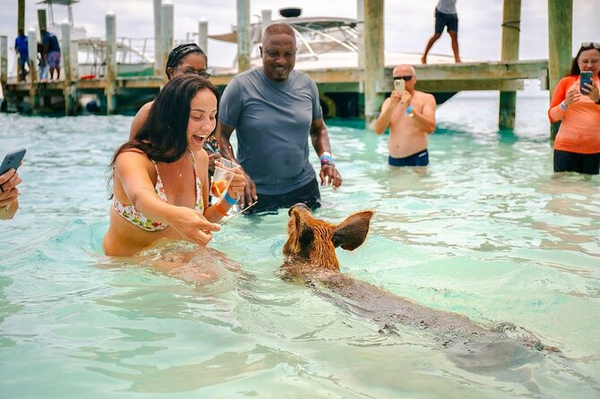 Fast Track Swimming Pigs Encounter - Key points to know before booking