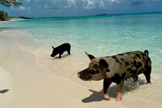 Fast Track Swimming Pigs Encounter - Arriving at the Rose Island pig encounter