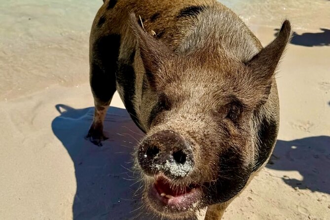 Fast Track Swimming Pigs Encounter - Who will enjoy this Rose Island outing?