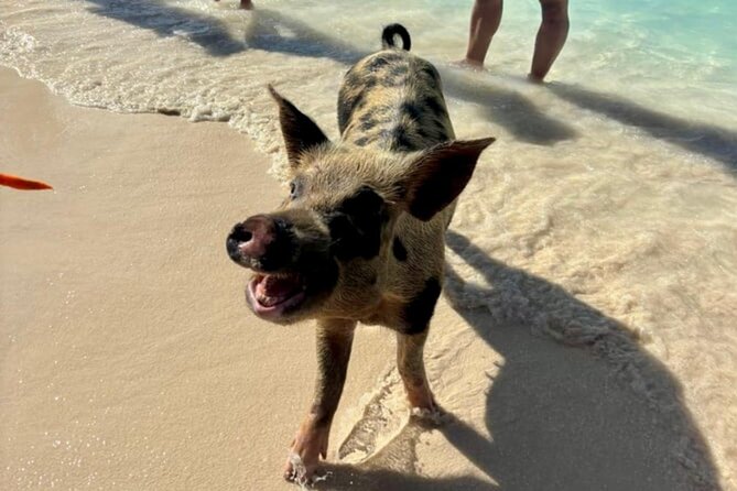 Fast Track Swimming Pigs Encounter - Practical details before you reserve