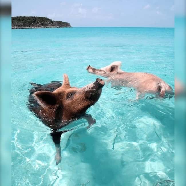 From Nassau: Swim with Pigs Safari - Meeting the Crew on Woodes Rogers Walk