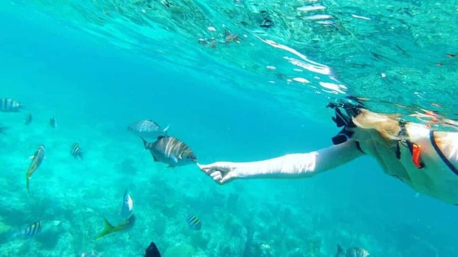 Full Day Sail and Snorkel with Turtles - What the $214 price really buys you