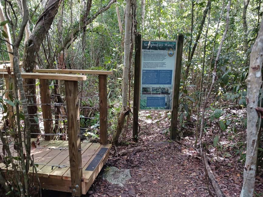 Guided Primeval Nature Walk Tour - Why This Tour Works for Curious Cruise Passengers