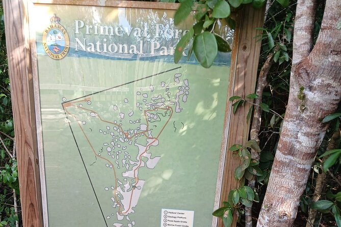 Guided Primeval Nature Walk Tour in Primeval Forest National Park - Primeval Forest National Park in 50 minutes