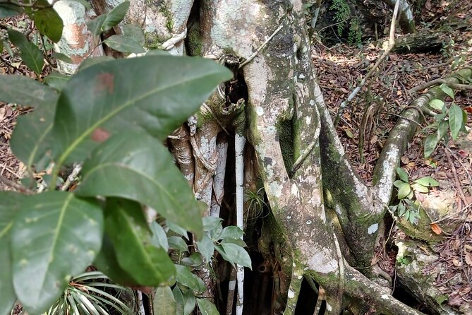 Guided Primeval Nature Walk Tour in Primeval Forest National Park - How the timing affects the experience