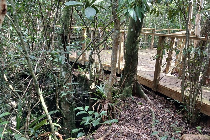 Guided Primeval Nature Walk Tour in Primeval Forest National Park - The guide can make or break this outing