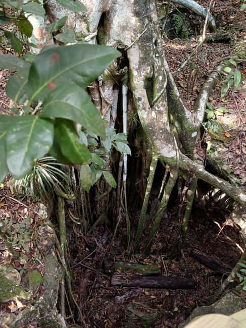 Guided Primeval Nature Walk Tour - The Ride Out From Nassau