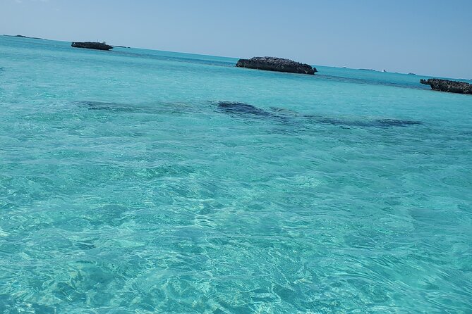 HALF DAY Swiming Pigs and Sharks Tour (Nassau to Exuma by Plane) - Pig Beach: the famous swimming pigs