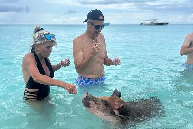 Half Day Swimming Pigs on Rose Island, Snorkeling and Lunch - Meeting the swimming pigs on Rose Island