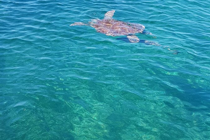 Honor Roll Private Bahamas Boat Charter - Atholl Island and the $30 pig encounter