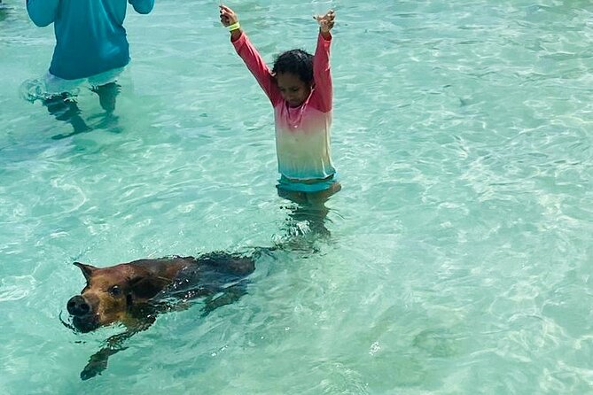Luxury Catamaran Cruise: Sip, Sail, Snorkel, and Swim with Pigs! - Meeting the swimming pigs at Pig Beach
