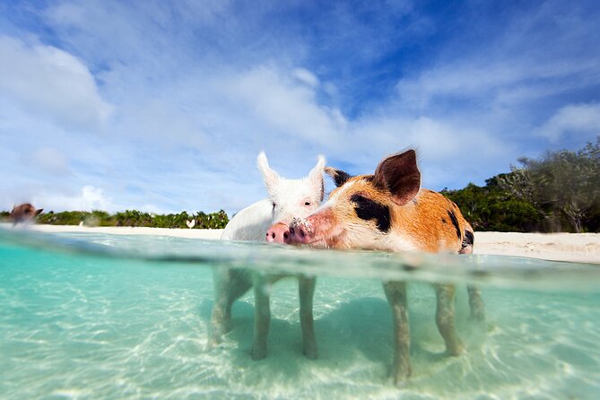 Nas: 3 islands Tour ,snorkel, Turtles, pigs and lunch - Key points to know before booking