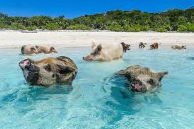 Nas: 3 islands Tour ,snorkel, Turtles, pigs and lunch - Rose Island for beach time and lunch
