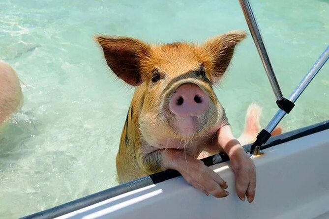 Nas: 3 islands Tour ,snorkel, Turtles, pigs and lunch - Atholl Island and the swimming pigs