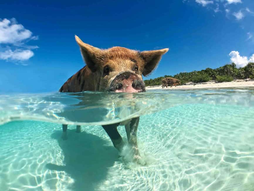 Nassau: 3-Island Snorkel Tour with Pigs, Beach Club, & Lunch - What this four-hour Nassau tour is really like