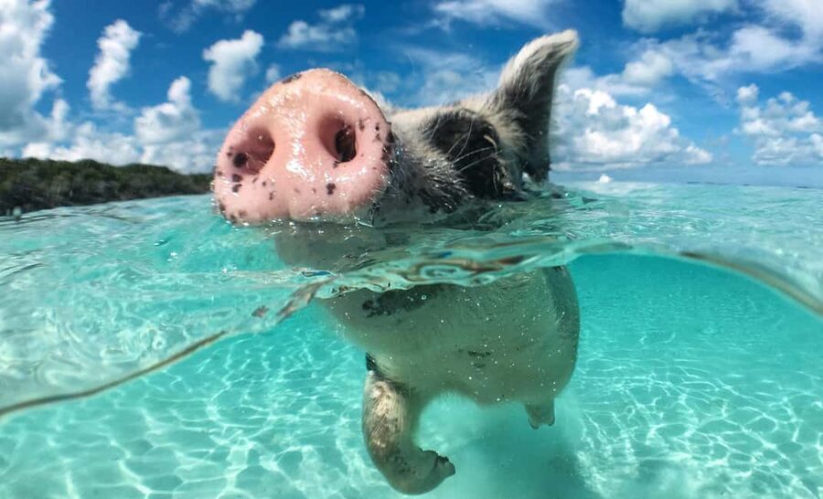Nassau: 3-Island Snorkel Tour with Pigs, Beach Club, & Lunch - The boat ride and Atlantis Tunnel